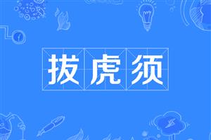 拔虎须