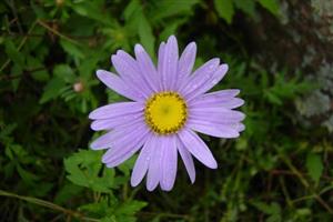 紫菀