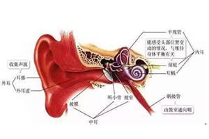耳咽管