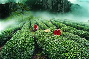 春茶