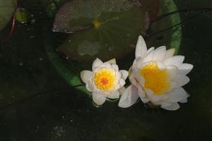 睡莲