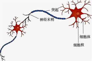 神经细胞