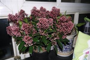 茵芋