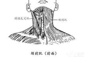 颈肌