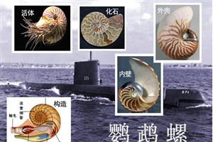 鹦鹉螺