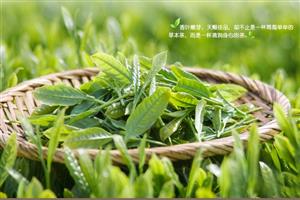 白茶