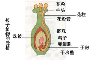 珠被