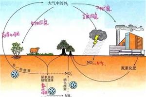 氮循环
