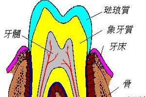 牙髓