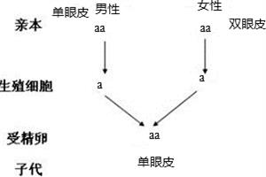 显性