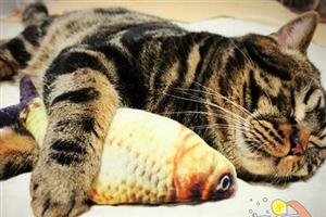 乾鱼与猫作枕头