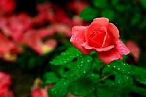 花信
